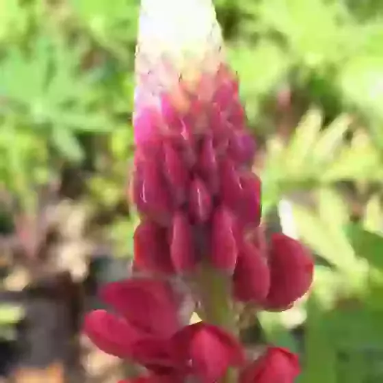 Lupin My Castle
